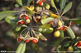 海桐的种子果