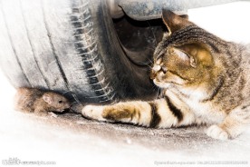 猫玩鼠