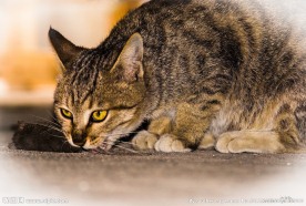 猫吃鼠
