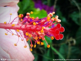 扶桑花