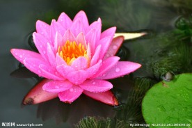 莲花