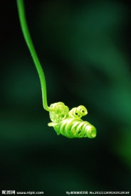 蕨类植物