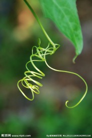 蕨类植物