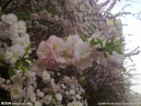 花树
