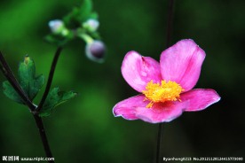 野棉花