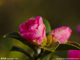 娇艳欲滴山茶花