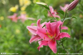 玫红色百合花