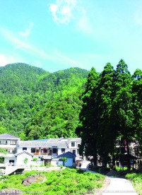 武夷山桐木村