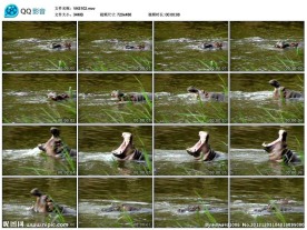 野生河马保护动物视频实拍素材