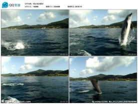 海豚视频实拍素材