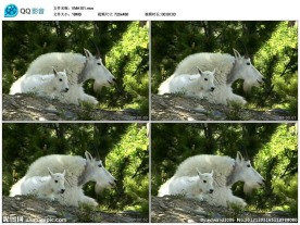 羚羊山羊野生动物视频实拍素材