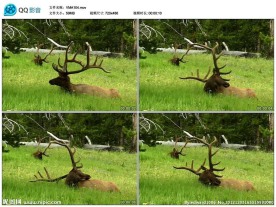 驯鹿麋鹿野生动物视频实拍素材