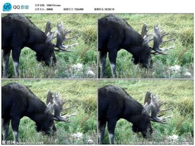 驯鹿麋鹿野生动物视频实拍素材