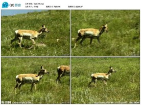 小鹿母鹿视频实拍素材
