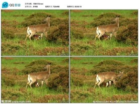小鹿梅花鹿视频实拍素材
