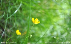 黄色小花