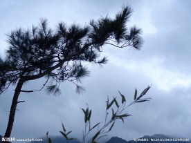 松树 竹子