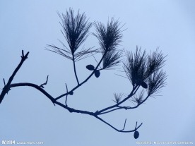 树枝 树叶