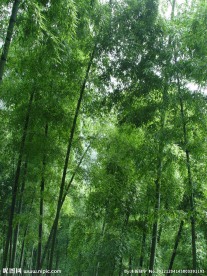 竹林景色