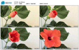 鲜花玫瑰花开花过程视频实拍素材