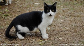 黑白色野猫