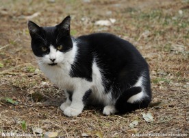 黑白色野猫