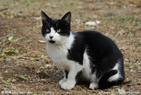 黑白色野猫