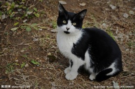 黑白色野猫