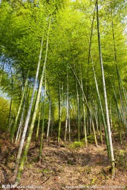 竹林