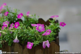 牵牛花