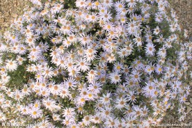 戈壁滩 野菊花