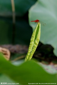 红蜻蜓