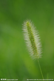 茅草