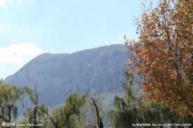 远山近树