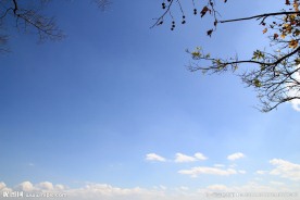 天空 树枝