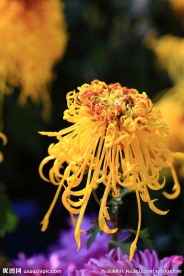 秋菊