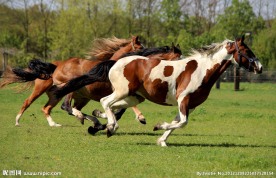 三匹马