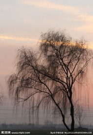 夕阳垂柳