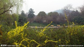 春天风景 迎春花