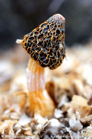 野生菌