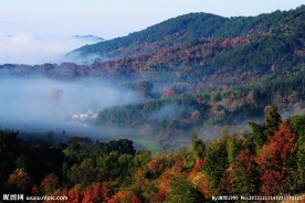 山雾树林