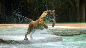 猛虎戏水