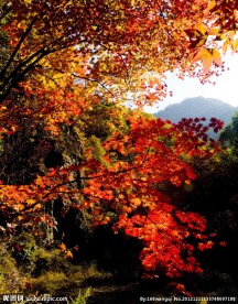 香山红叶