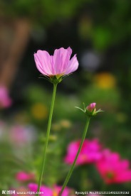 侧光中的野菊花
