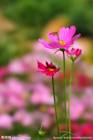野菊花与蜜
