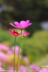 湿地花草之野菊花