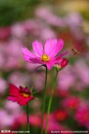 野菊花