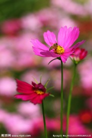野菊花丛采蜜忙