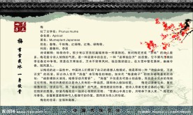 中国文化展板