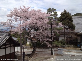 三井寺樱花